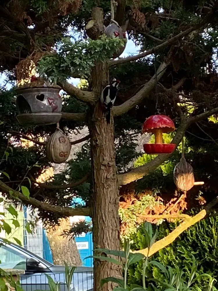 Vogelfutter-Apfel – Bild 1