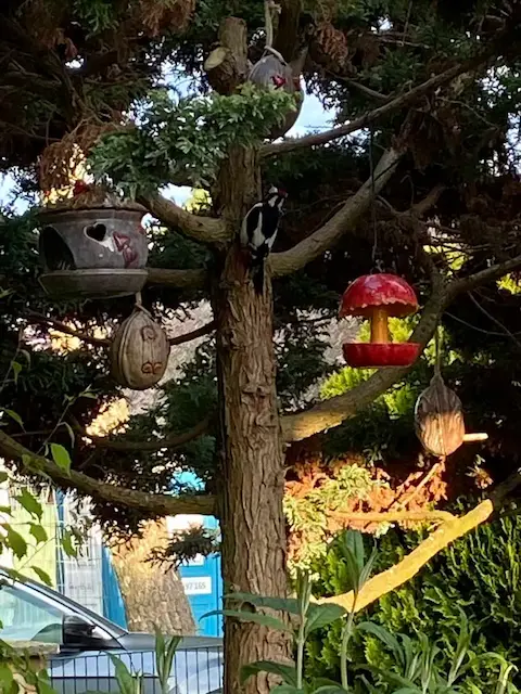 Vogelfutter-Apfel – Bild 1